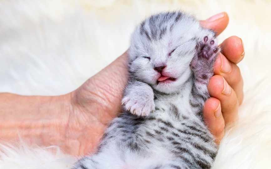 gato recien nacido