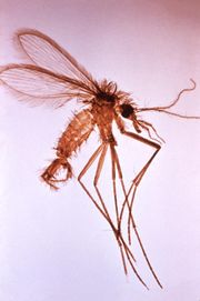 Flebotomo  es el mosquito de leishmaniosis en perros