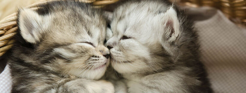 Alojamiento deseable Foto Cómo presentar a dos gatos corréctamente? | Mascota y Salud