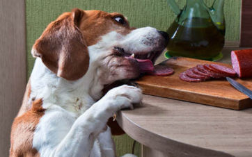 alimentos toxicos para perros