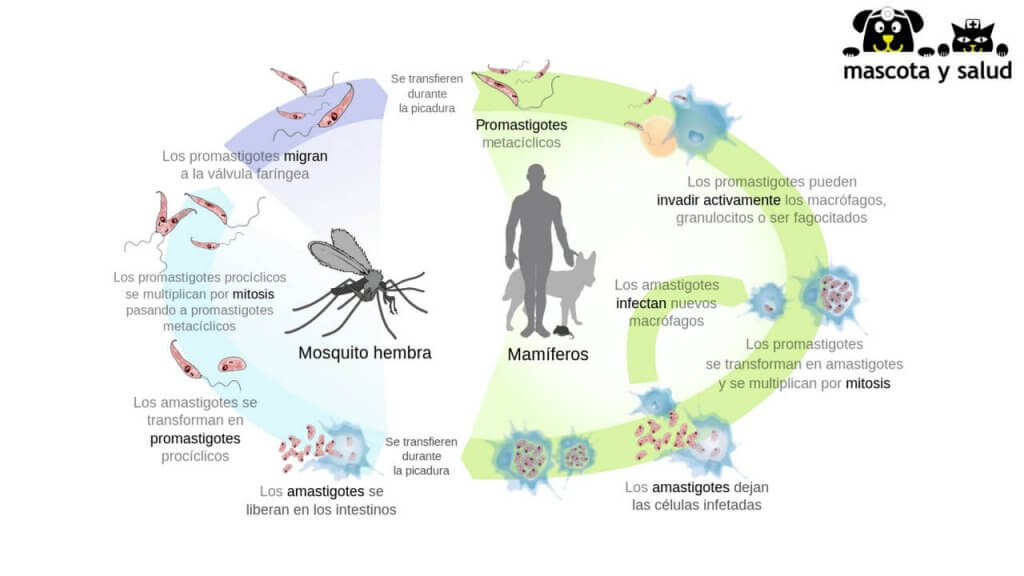 Ciclo de la picadura del mosquito de la leishmania