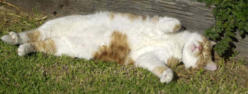 Gato tumbado en un césped bajo el sol