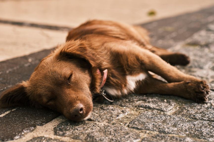 Síntomas del golpe de calor en perros
