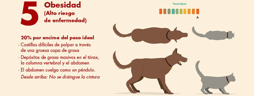 Guía Práctica para saber el peso ideal de tu perro o gato.