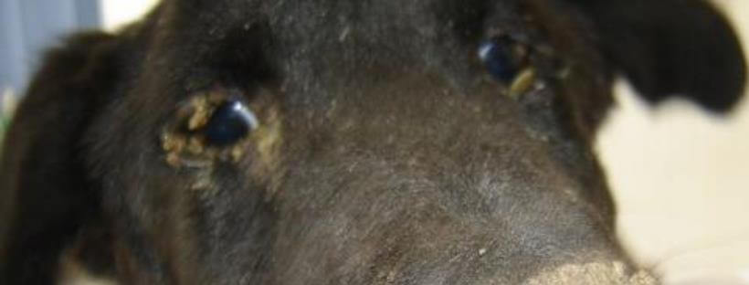 Los ojos de un perro con moquillo canino.