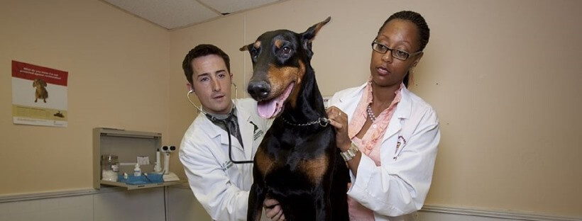 Doberman atendido por dos veterinarios.