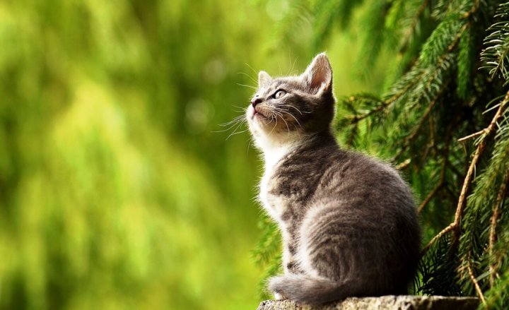 remedio giardia gatos)