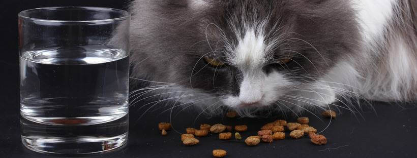Los gatos pierden el apetito si tienen giardia.