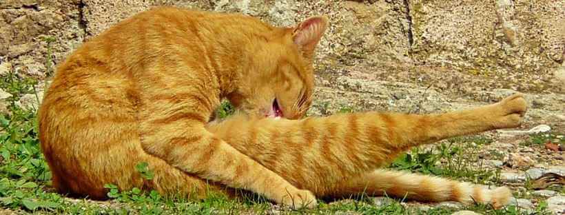 giardia gatos diarrea