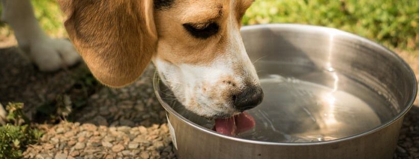 Perro bebiendo agua en un cuenco de metal.