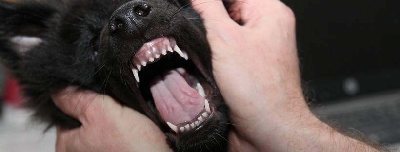 Perro con la boza abierta mostrando sus dientes.