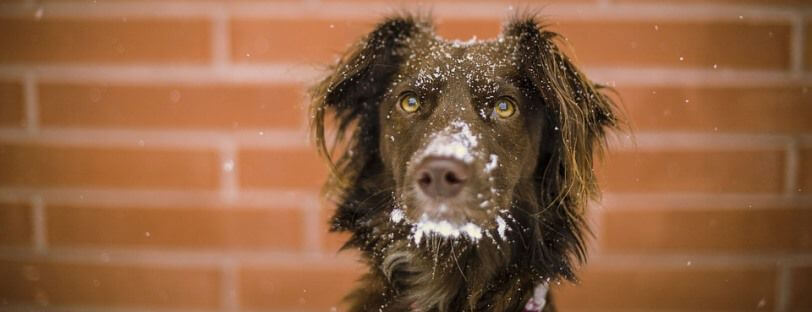 Perro mestizo con nieve en la cara.