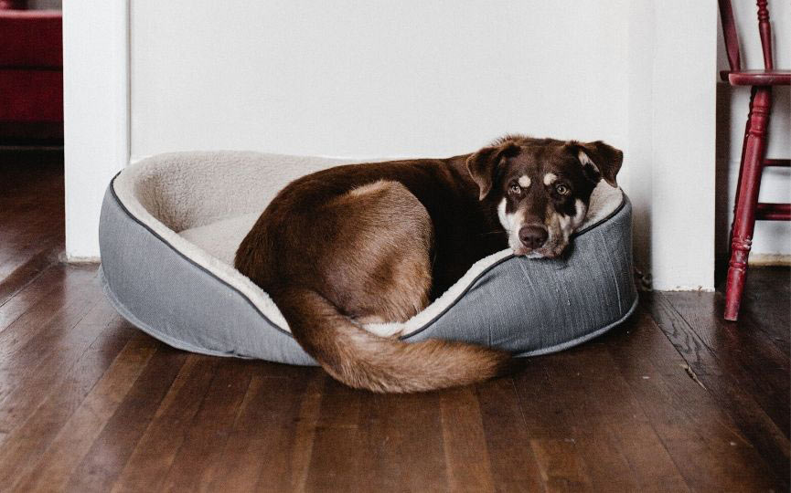 cama para perros
