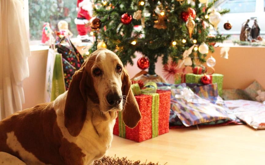 regalos para perros en navidad