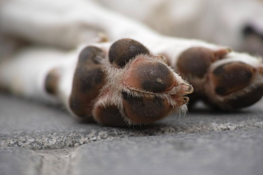 Primer plano de las almohadillas de las patas de un perro
