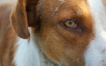 Todo lo que debes saber sobre la conjuntivitis en perros.