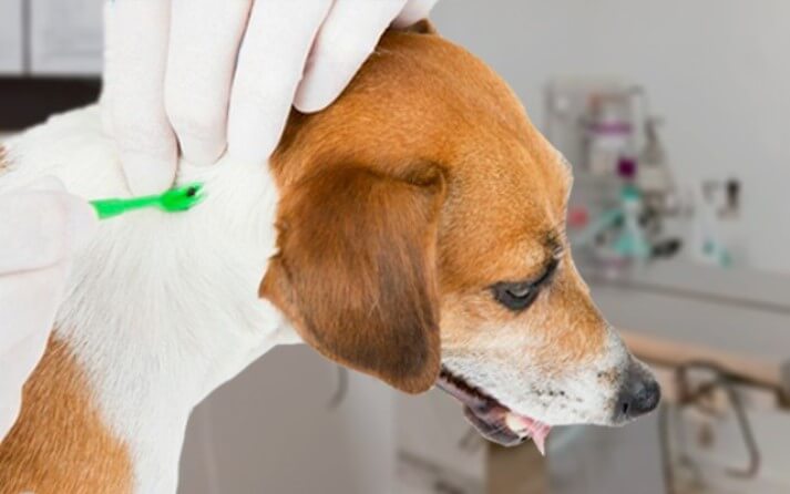 en Perros: Síntomas, tratamiento y prevención | Mascota Salud