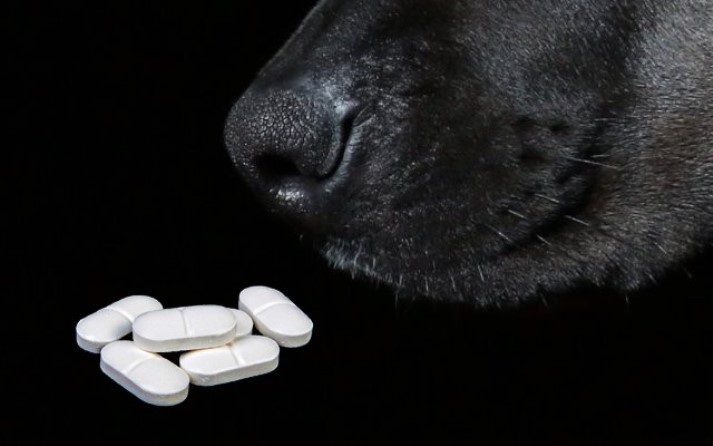 ibuprofeno perros