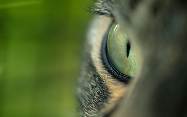 ojos de gato signigicado