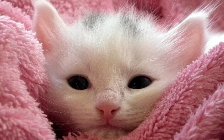ojos gato recién nacido