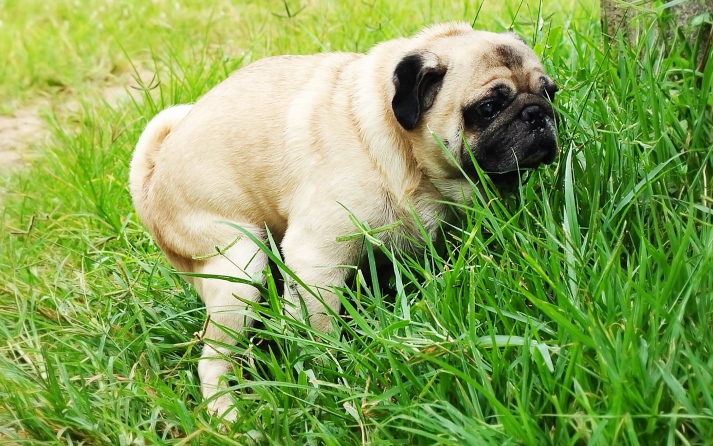 Herencia Escalera piso Estreñimiento en Perros: Prevención, Causas y Tratamiento | Mascota y Salud