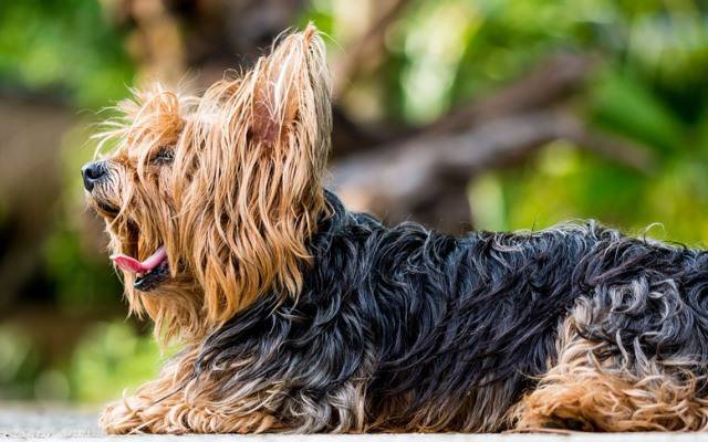 Todo lo que debes saber sobre la dirofilaria en perros.
