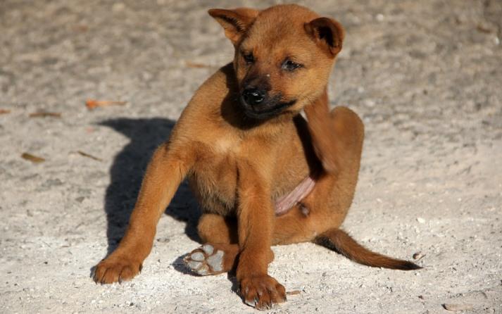 Gorrión Preceder Volcánico Cómo eliminar las pulgas de mi perro | Mascota y Salud