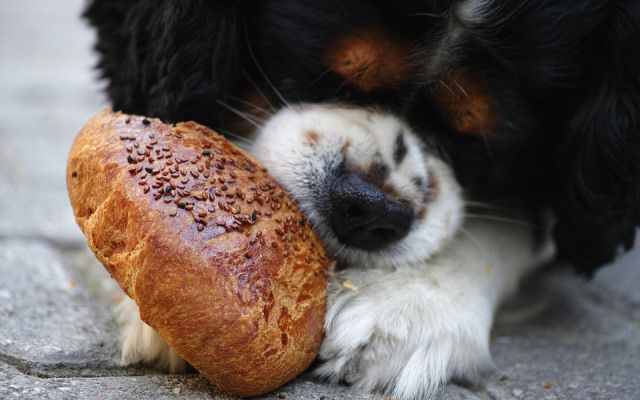 Alimentación de mascotas: ¿Es recomendable darles sobras de comida?