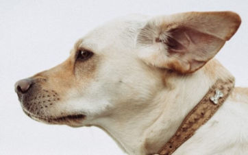 Todo lo que debes saber sobre la otitis en perros.