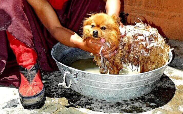 como bañar a tu perro
