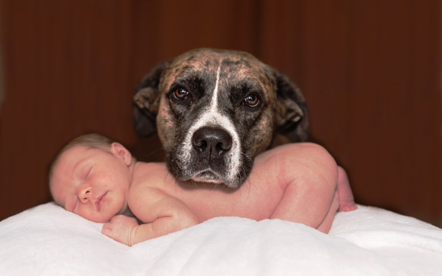 Voy A Tener Un Bebe Y Tengo Un Perro 8 Pasos A Seguir Mascota Y Salud