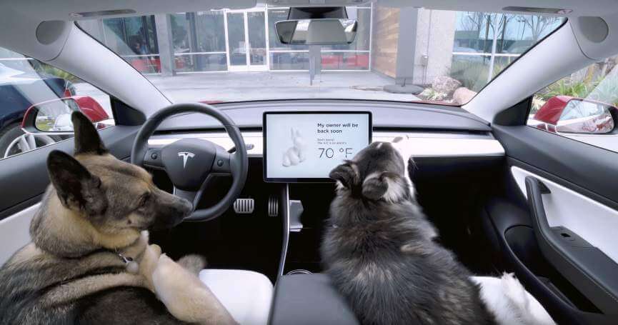 Perros en un vehículo Tesla