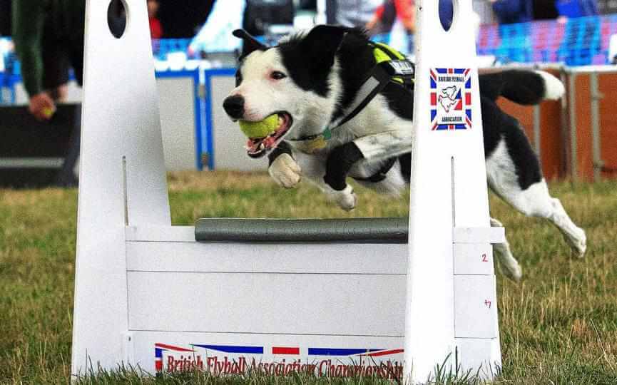 perro practica flyball