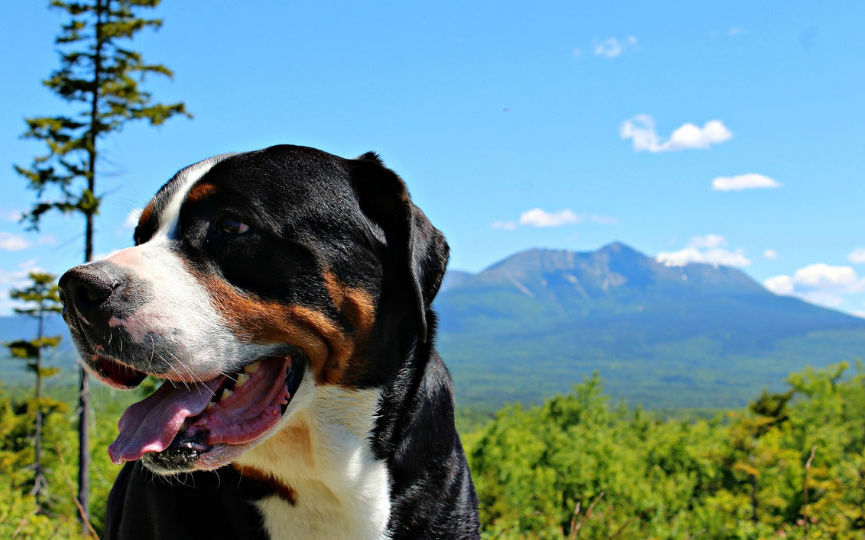 imagen de un perro gran boyero suizo en las montañas