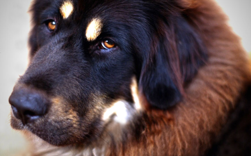 imagen de un perro mastín tibetano