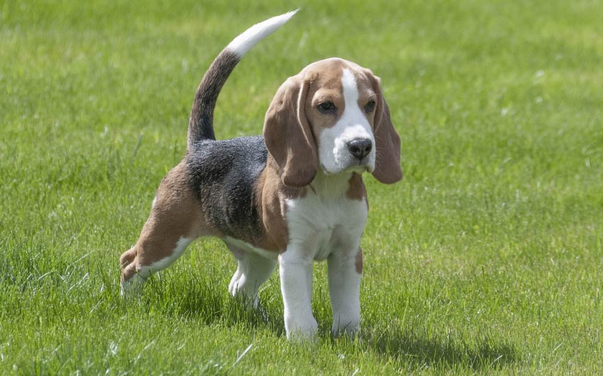 imagen de un perro mediano beagle en el campo