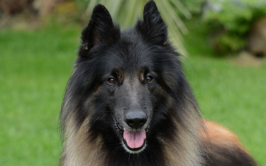 imagen de un perro mediano pastor belga