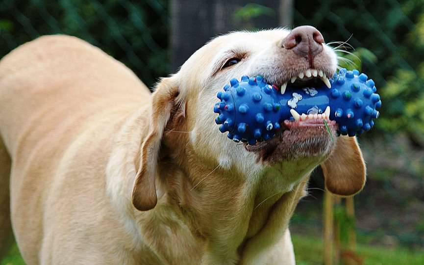 Ortodoncia en perros