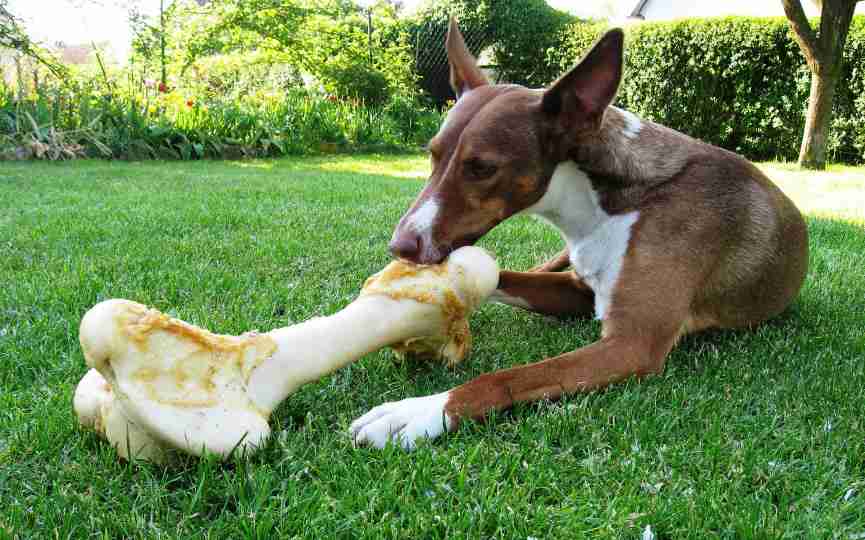 Posesión acampar Identidad Huesos para perros: ¿Son beneficiosos en su dieta?
