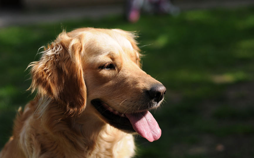 imagen de un perro golden retriever en el campo