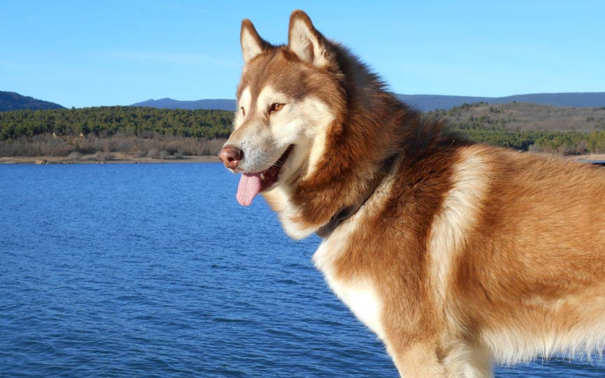 imagen de un perro mediano husky siberiano