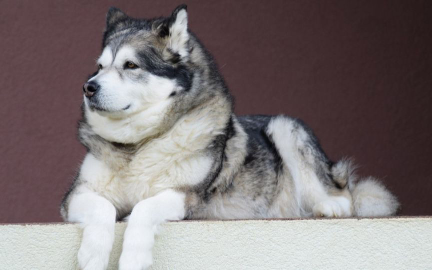 imagen de un perro alaskan malamute tumbado