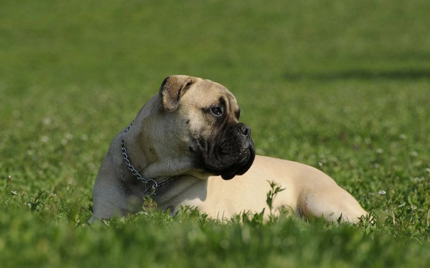 imagen de un perro bullmastiff en el campo