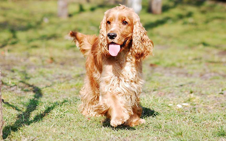 imagen de un perro mediano cocker spaniel ingles corriendo