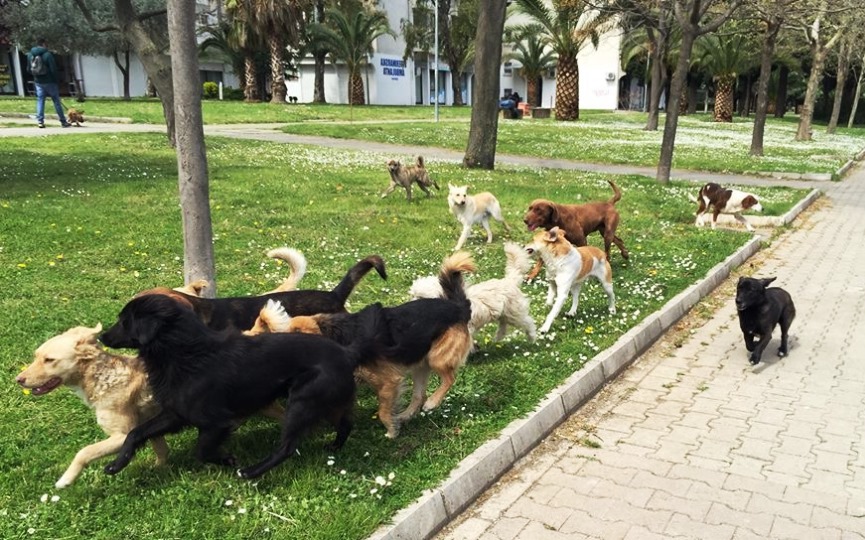 redes sociales jauría de perros en la calle