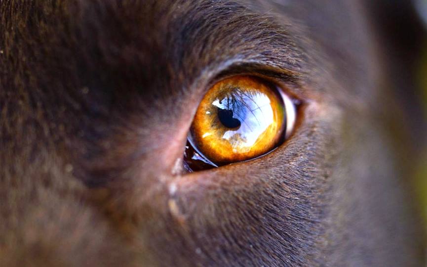 ojos de perro hpv cancer symptoms in males