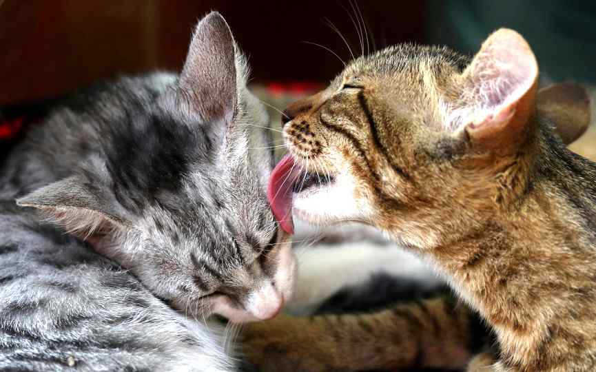 5 consejos a seguir si vas a tener un segundo gato | Mascota y Salud