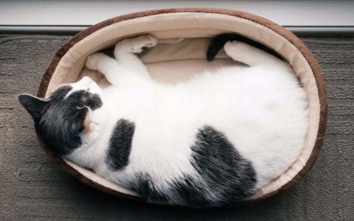 ligero Inmigración Actriz 5 Tips para elegir la mejor cama para tu gato - Guía | Mascota y Salud