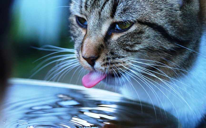 gato tira el agua cuando bebe