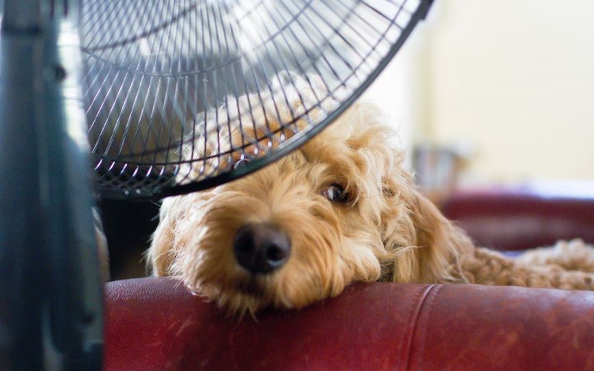 el aire acondicionado le hace mal a los perros